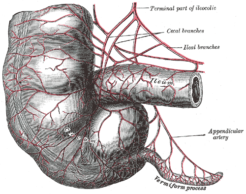 Gray's Anatomy, Fig. 536 — Arteries of cecum and vermiform appendix