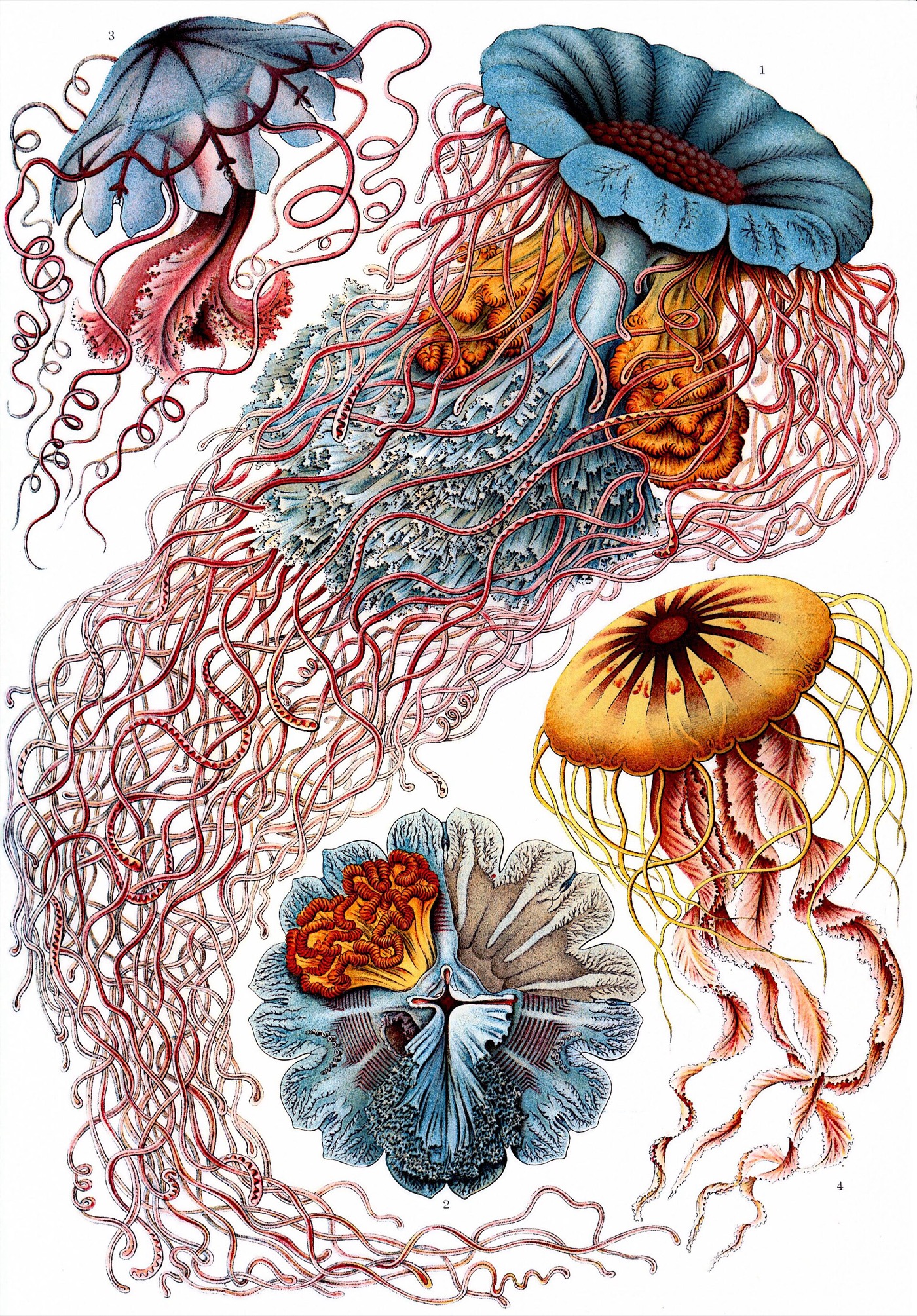 Ernst Haeckel, Discomedusae jellyfish, Kunstformen der Natur, 1904