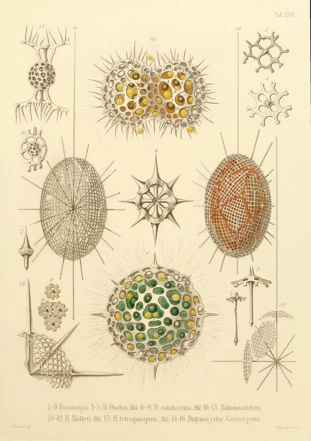Ernst Haeckel, Radiolaria, Kunstformen der Natur, 1904