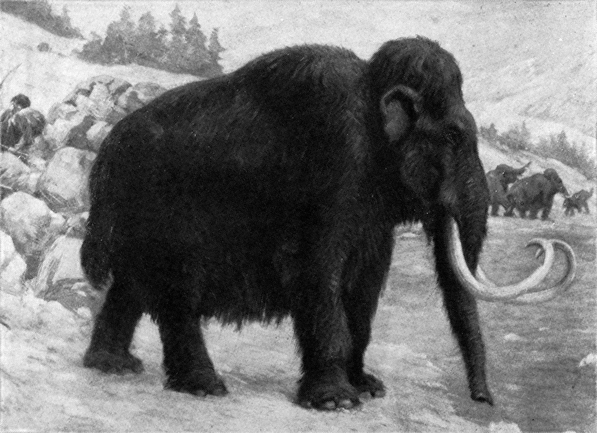 Charles R. Knight, Woolly Mammoth