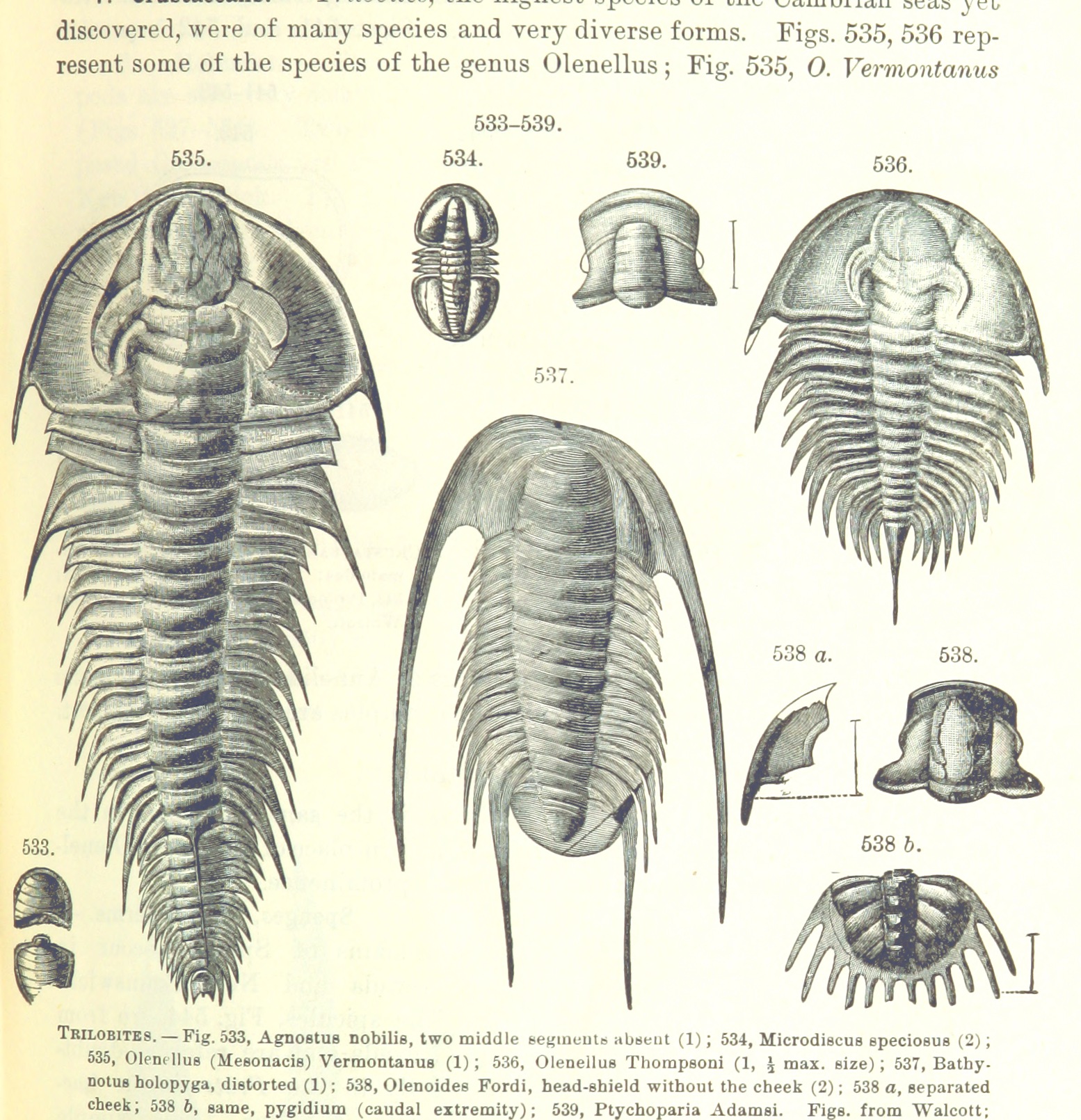 Trilobites, 19th-century engraving
