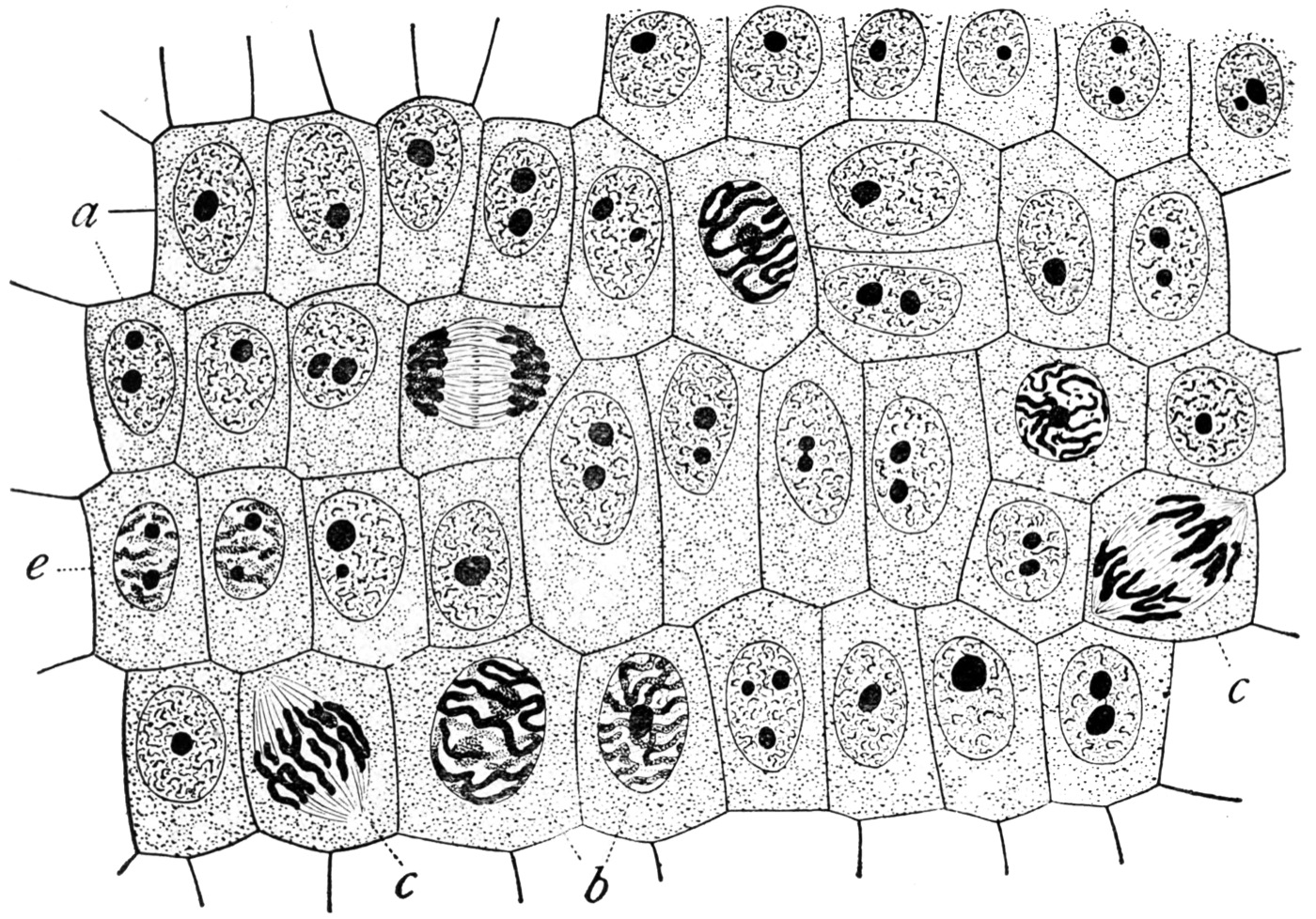 E. B. Wilson, diagram of a cell, 1900